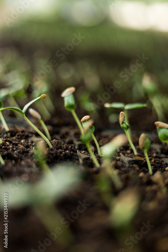 Foto Emerging Seedlings with Seed Coats in Fertile Soil