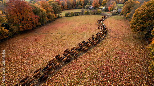 Large herd of cattle moving through a scenic autumn landscape with colorful fall foliage and fields.