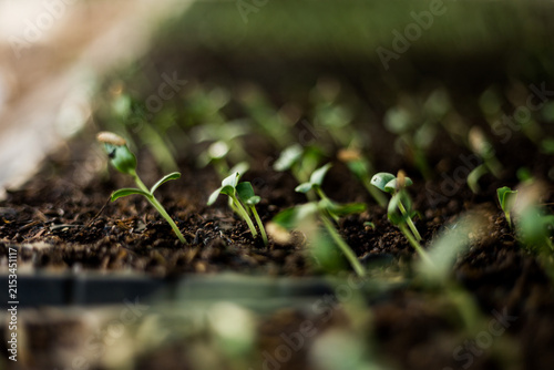 Bild auf Leinwand Emerging Seedlings with Seed Coats in Fertile Soil