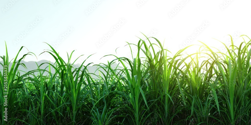 Obraz premium Green plants growing in a field under a bright sky with copy space background