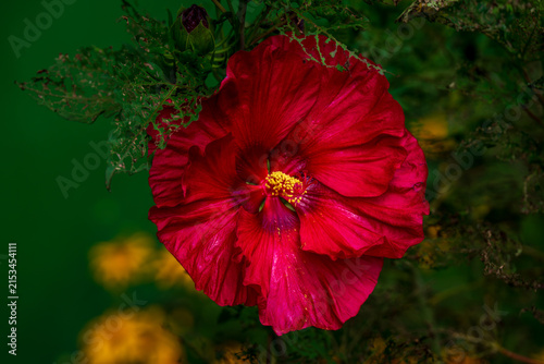Red Hibiscus Flower in the Garden