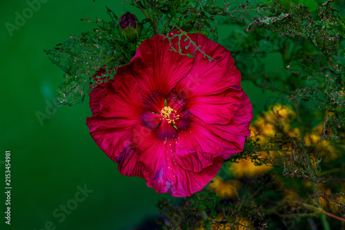 Red Hibiscus Flower in the Garden