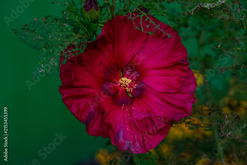 Red Hibiscus Flower in the Garden