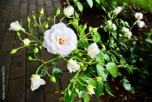 Canvas Print elegant white floribunda rose bush in a garden after summer rain