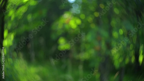 Abstract green forest portal with dreamy bokeh