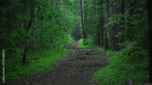 Forest path through dense green trees