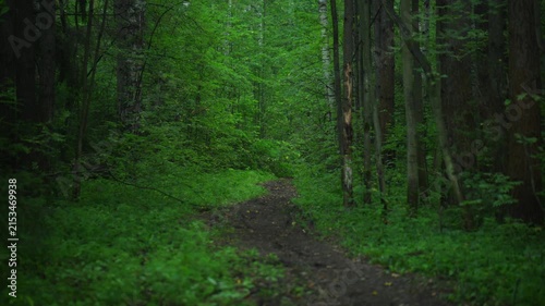 Forest path through dense green trees