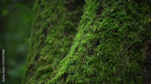 Close-up of vibrant green moss on bark