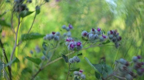 Burdock flower close-up. Blurred background