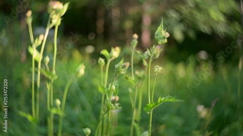 serene grass field in natural environment with top-down perspective and green and black colors