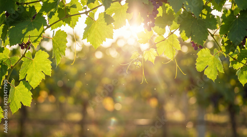 Grapevine leaves illuminated by sunlight in a vineyard  