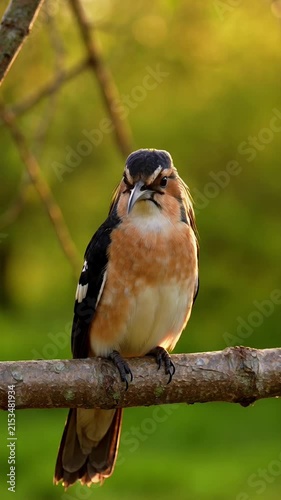 Crested bird on branch in natural habitat