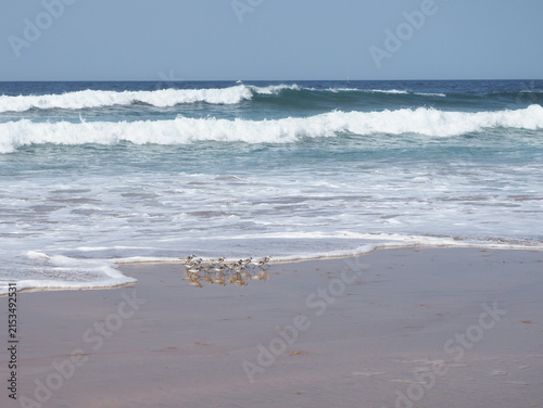 Fotografie pájaros