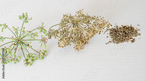 Set of overhead photographs featuring wild fennel (finocchietto) in different stages: fresh sprigs, yellow flowers, and dried seeds, some including a small glass jar. Minimalist botanical background.