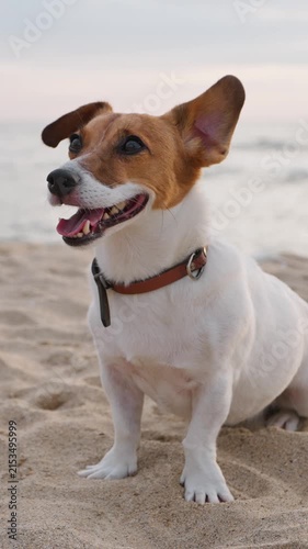Jack Russell terrier dog beach sunset pet care lifestyle summer walk seaside evening vertical video