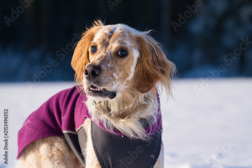 winter portrait of an orange belton English Setter dog of italian breed in a pullover