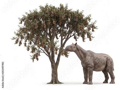 Paraceratherium transouralicum feeding on fruit from a tall tree, giant prehistoric rhinoceros stretching its long neck upward to reach elevated fruit on white background