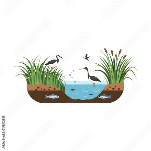 Wetland Ecosystem Cross Section Illustration with Storks Fish and Reeds in Natural Habitat