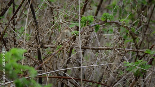 River warbler (Locustella fluviatilis) song, bird singing