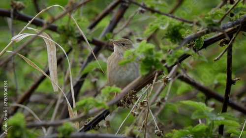 River warbler (Locustella fluviatilis) song, bird singing