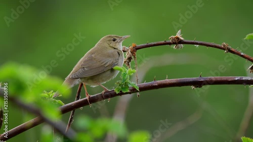 River warbler (Locustella fluviatilis) song, bird singing