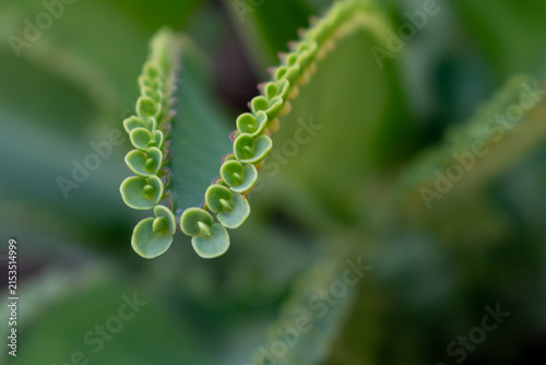 фотографія Macro view of Bryophyllum succulent leaf tips showing delicate baby plants growing green