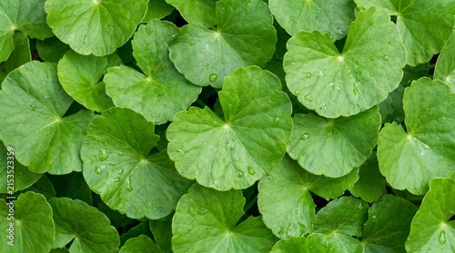 Fresh centella asiatica leaves background. Suitable for marketing or business purposes