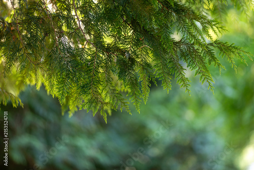 Close-up of a conifer bathed in spring sunlight.