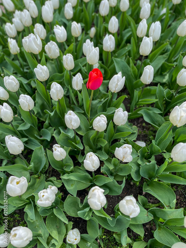Beautiful white tulips, with a single striking red tulip standing proudly among them.