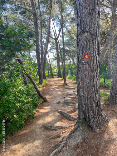 Forest path beside a tree with a red-and-white Knafelc trail marker.