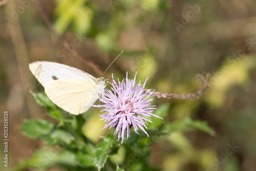 Bild auf Leinwand Bio Diversity - Pieris rapae - Small White Butterfly on Flower in natural Habita