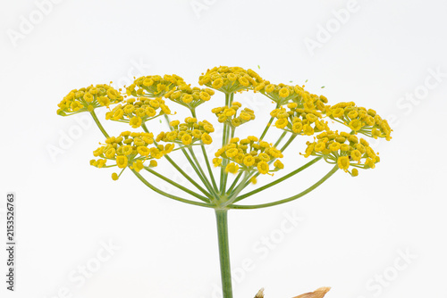 Foeniculum vulgare. Fennel, detail of the plant's umbel with yellow inflorescences.