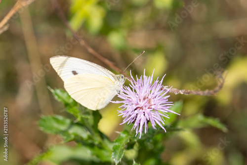 Foto Bio Diversity - Pieris rapae - Small White Butterfly on Flower in natural Habita