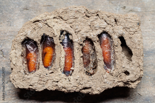 Sceliphron spirifex. Chrysalides, larvae of Potter Wasp inside their mud cells.