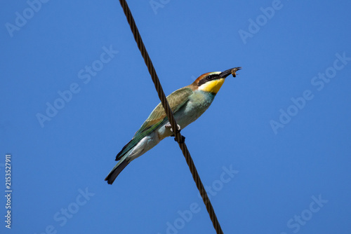 Konstfotografi A young bee-eater (Merops apiaster) perched on a power line, holding a bee in its beak, side view to the camera lens against a blue sky background on a sunny summer day