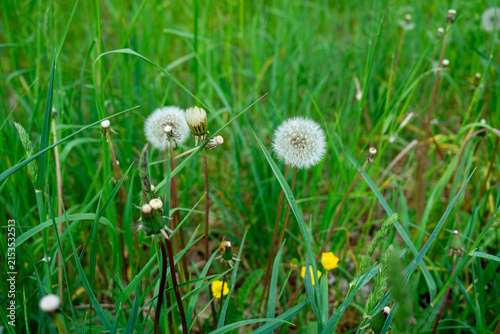 Cuadro en lienzo Dandelion seed heads (Taraxacum officinale) in a green meadow with wild grasses