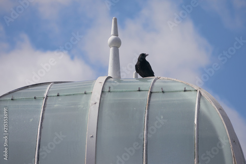 A carrion crow perched on top of an Edwardian greenhouse in an urban park in England
