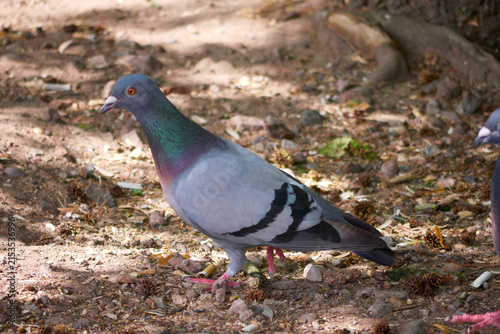 Foto and wood (or rock) pigeon on the floor of an urban park with litter including cigarette ends