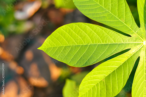 Fresh Green Cassava Leaves in Natural Sunlight