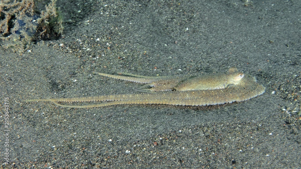 Obraz premium An elongated marbled octopus (Amphioctopus aegina) lies stretched out on the sand at the Puri Jati dive site, Umeanyar, Bali, Indonesia