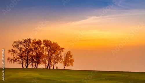 Golden tree leaves grass landscape sunset background