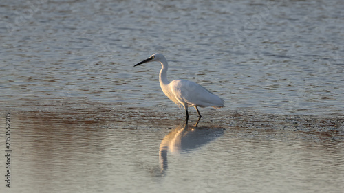 View of a white egret standing in the shallow water of the Marais salants de Guerande with its reflection visible on the calm surface in Guerande, Pays de la Loire, France.