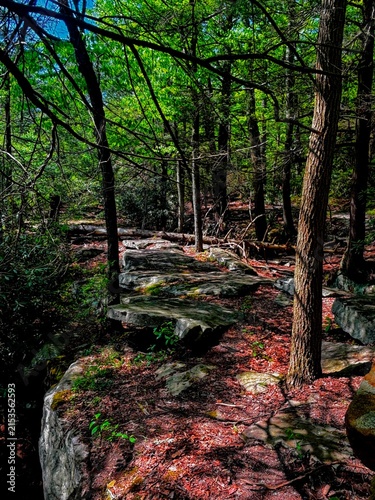 Принти на полотні Shaded forest trail with moss-covered boulders beneath tall trees