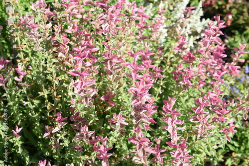 фотографія Pentas lanceolata en été au jardin