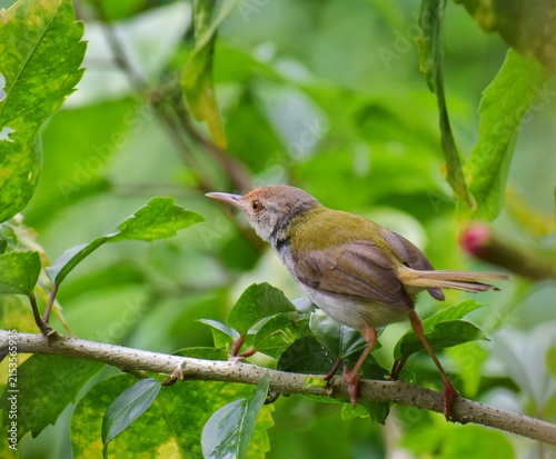 Photography Profile of Common Tailorbird (Orthotomus sutorius) perched on a leafy green bran