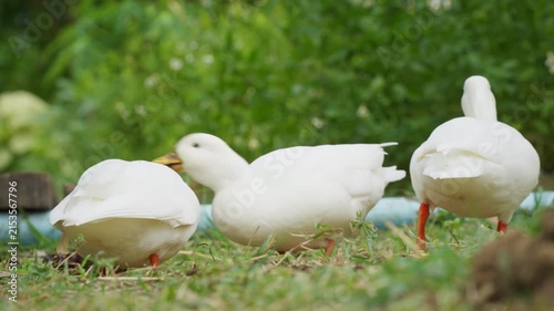 White ducks living on lush green field in rural garden countryside farm