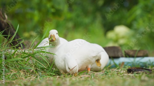 White ducks living on lush green field in rural garden countryside farm