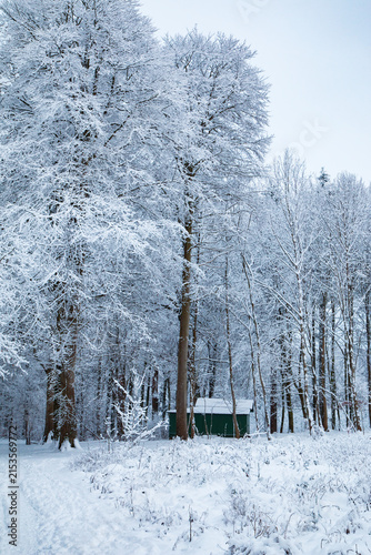 Hoarfrost on Trees