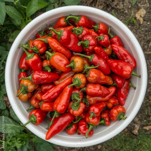 Freshly harvested red chili peppers in white bowl