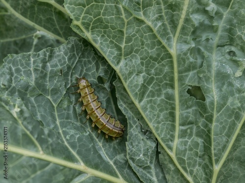 Cabbage worm eating green leaf damaging organic food